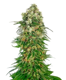 Shiva Skunk Auto