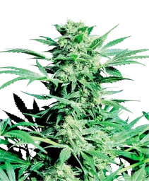 Shiva Skunk