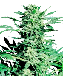 Shiva Skunk