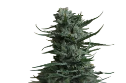 Siberian Haze