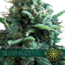 Silver Haze