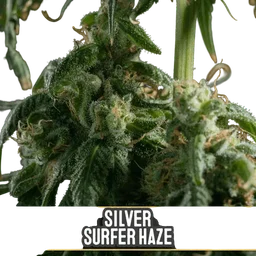 Silver Surfer Haze