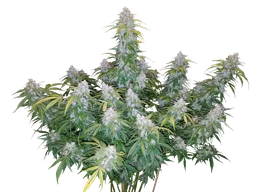 Six Shooter Auto
