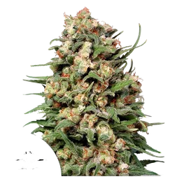 Skunk #1