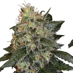 Skunk #1