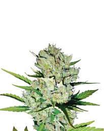 Skunk #1 Auto