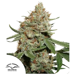Skunk #11