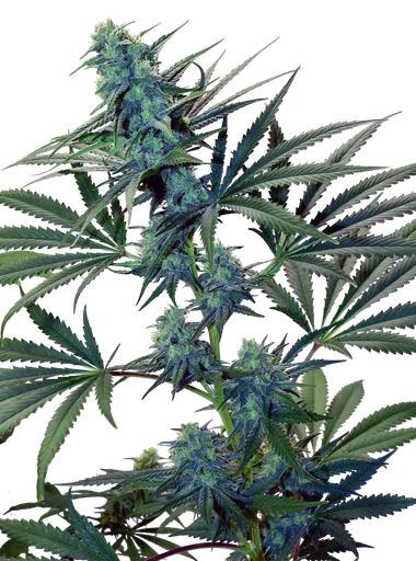 Skunk Haze