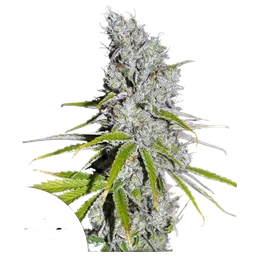 Skunk Haze CBD