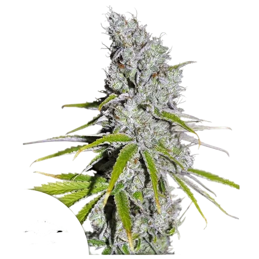 Skunk Haze CBD