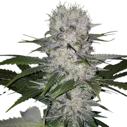 Skunk Hero RBX1