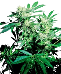 Skunk Kush