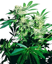 Skunk Kush