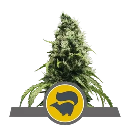 Skunk XL