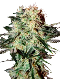 Arjans Strawberry Haze