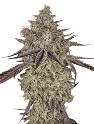 Skywalker Auto