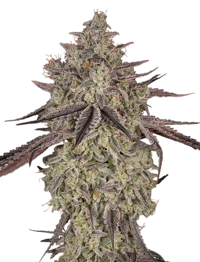 Skywalker Auto