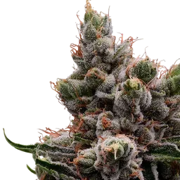 Skywalker 78