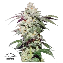 Skywalker Haze