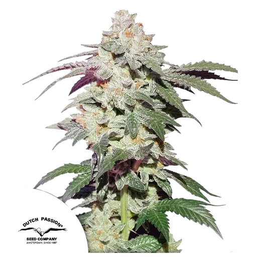 Skywalker Haze