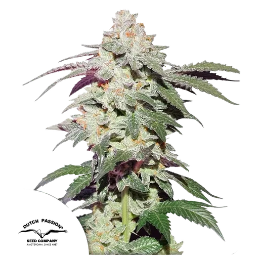 Skywalker Haze