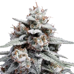 Skywalker Kush Auto