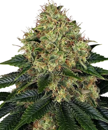 Skywalker OG Auto