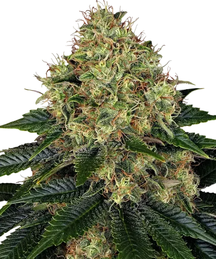 Skywalker OG Auto