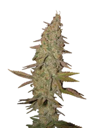 Arjans Ultra Haze #1