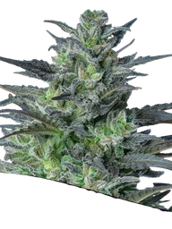Sleepy Joe Auto