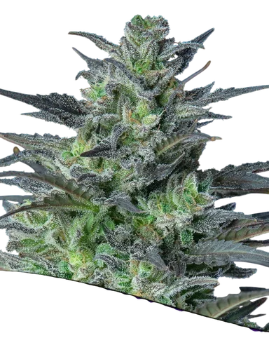 Sleepy Joe Auto