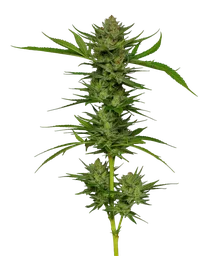 Slightly Stoopid Fruits