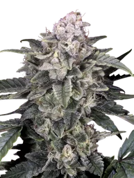 Slurricane
