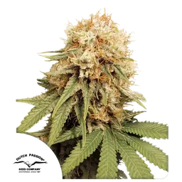 White Widow