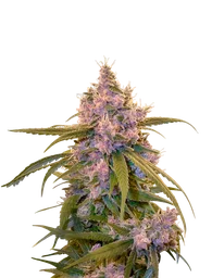 Arjans Ultra Haze #2