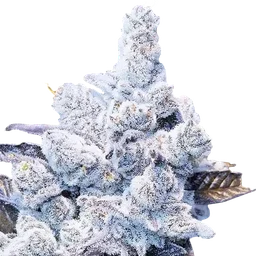 Slurricane #7 S1