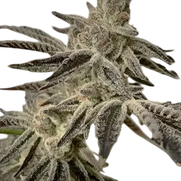 Slurricane IX