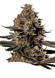 Smashberry Fumez Auto