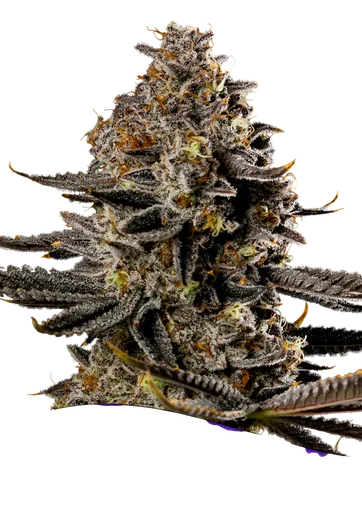 Smashberry Fumez Auto