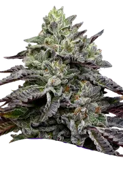 Smashberry Fumez