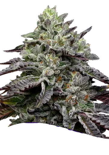 Smashberry Fumez