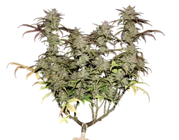 Smoothie Auto