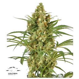 Snow Bud