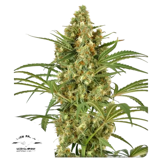 Snow Bud