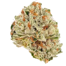 Socrates Sour