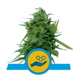 Solomatic CBD Auto