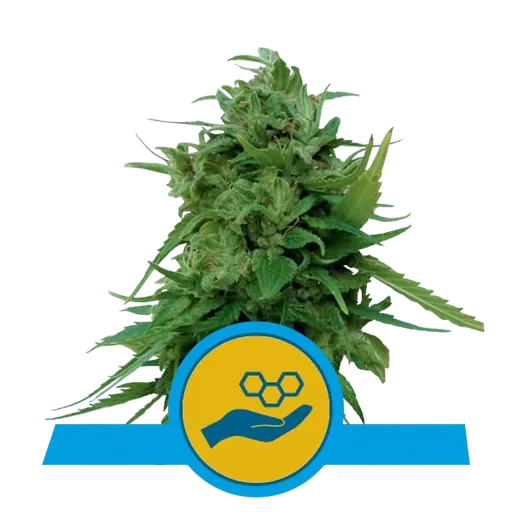 Solomatic CBD Auto