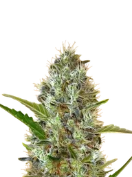 Somango Auto