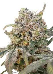 Somango Glue Auto