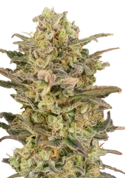 Somango Glue